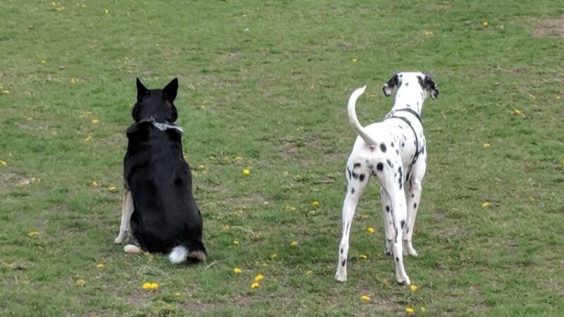 Central Bark Dog Park - Springfield, OH