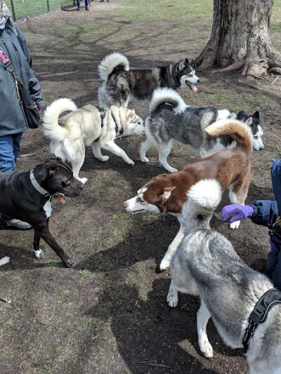 Central Bark Dog Park - Springfield, OH