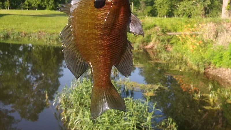 Wiggley Field Dog Park - Springfield, OH