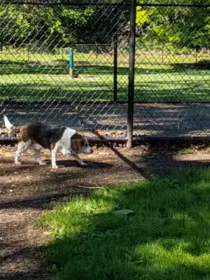 Wiggley Field Dog Park - Springfield, OH