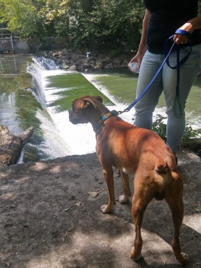Wiggley Field Dog Park - Springfield, OH