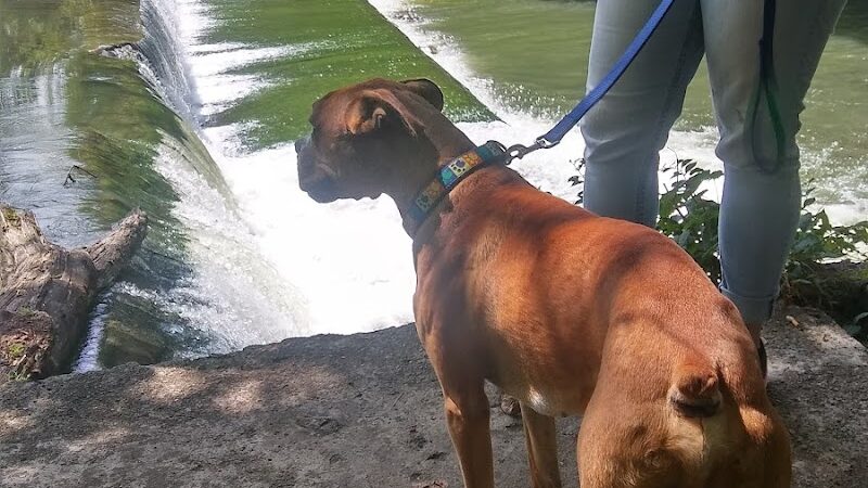 Wiggley Field Dog Park - Springfield, OH