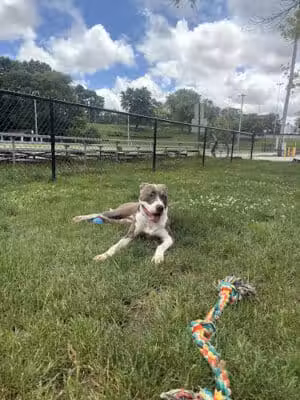 Lower Ross Dog Park - St Bernard, OH