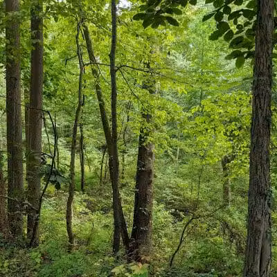 Radnor Trail - St Davids, PA