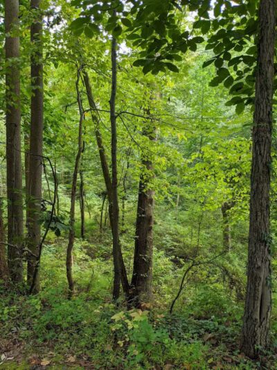 Radnor Trail - St Davids, PA