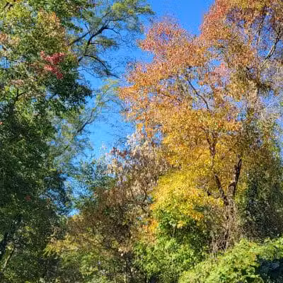 Radnor Trail - St Davids, PA