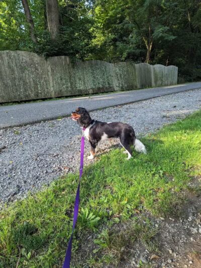 Radnor Trail - St Davids, PA