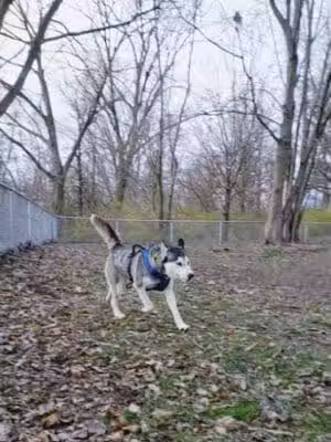 Dog park - St Marys, OH