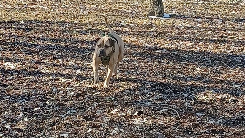 Dog park - St Marys, OH