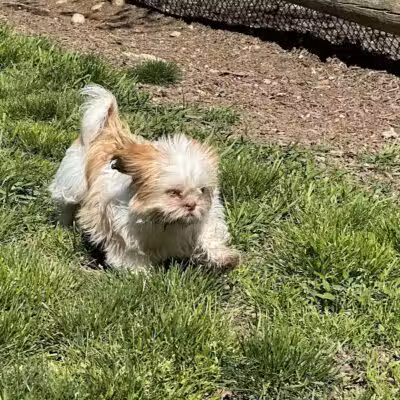 Stamford Dog Park - Stamford, CT