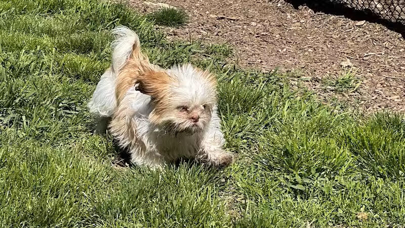 Stamford Dog Park - Stamford, CT