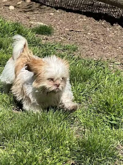 Stamford Dog Park - Stamford, CT