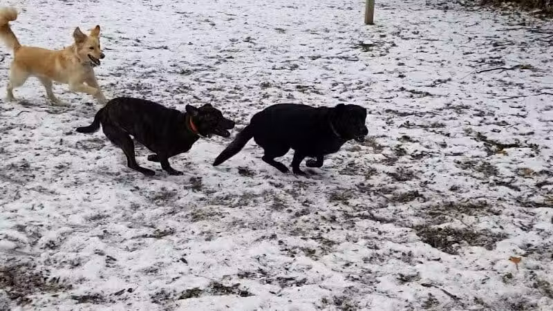 Stamford Dog Park - Stamford, CT