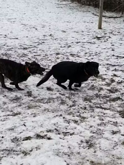 Stamford Dog Park - Stamford, CT