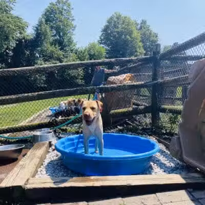 Stamford Dog Park - Stamford, CT