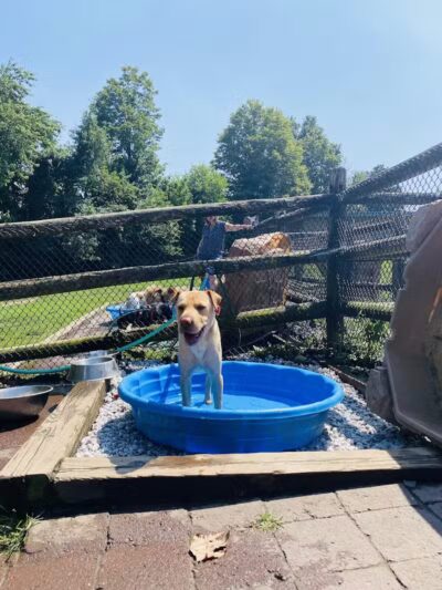 Stamford Dog Park - Stamford, CT