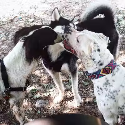 Stamford Dog Park - Stamford, CT