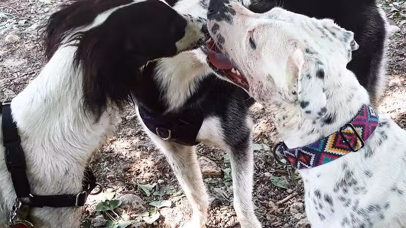Stamford Dog Park - Stamford, CT