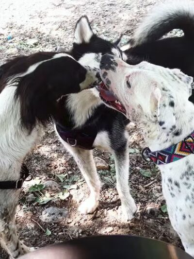 Stamford Dog Park - Stamford, CT