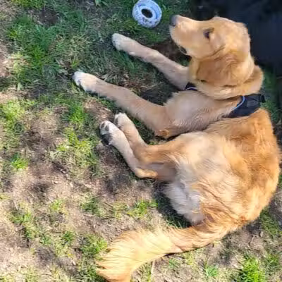 Stamford Dog Park - Stamford, CT