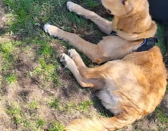 Stamford Dog Park - Stamford, CT