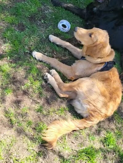 Stamford Dog Park - Stamford, CT