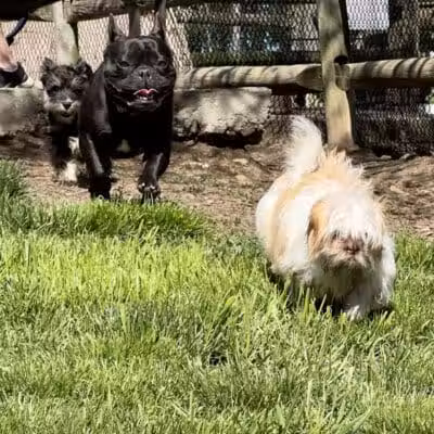 Stamford Dog Park - Stamford, CT