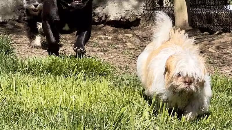 Stamford Dog Park - Stamford, CT