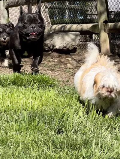 Stamford Dog Park - Stamford, CT