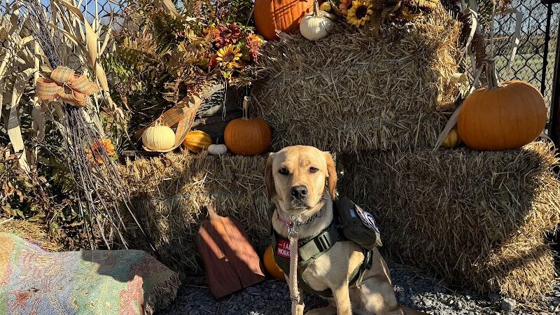 Wintersville Dog Park - Steubenville, OH