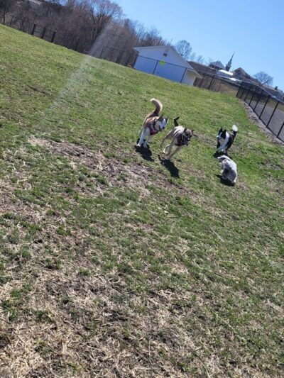 Wintersville Dog Park - Steubenville, OH