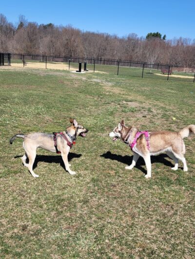 Wintersville Dog Park - Steubenville, OH