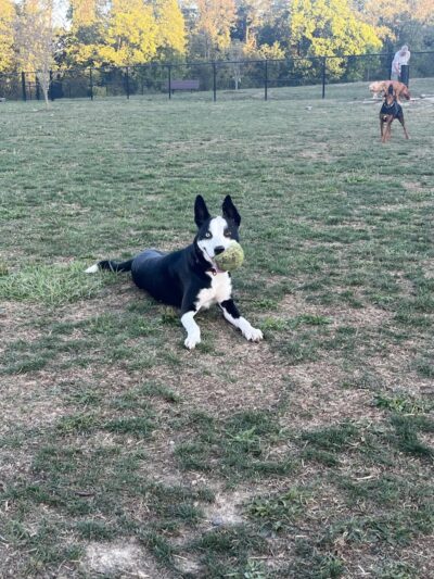 Wintersville Dog Park - Steubenville, OH