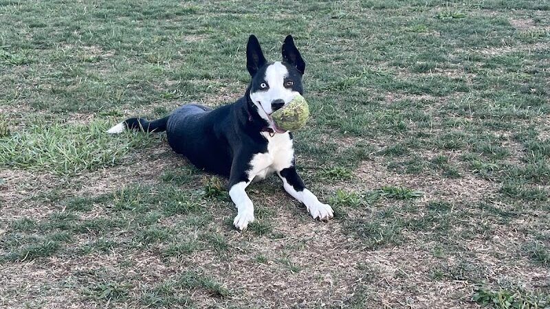 Wintersville Dog Park - Steubenville, OH