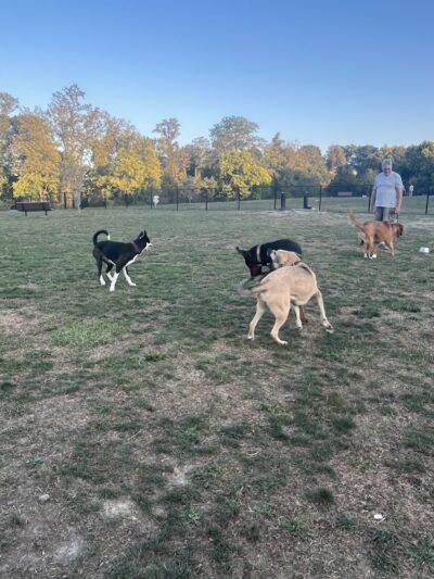 Wintersville Dog Park - Steubenville, OH