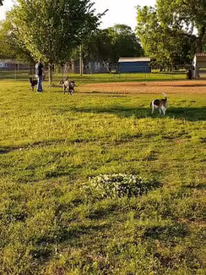 Stillwaggin' Dog Park - Stillwater, OK