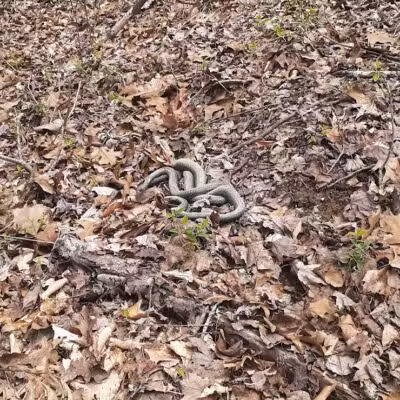 Rock Run Preserve - Stout, OH
