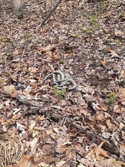 Rock Run Preserve - Stout, OH