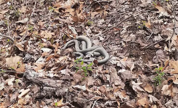 Rock Run Preserve - Stout, OH