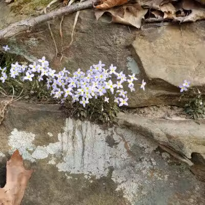Rock Run Preserve - Stout, OH