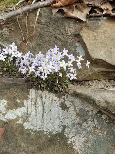 Rock Run Preserve - Stout, OH