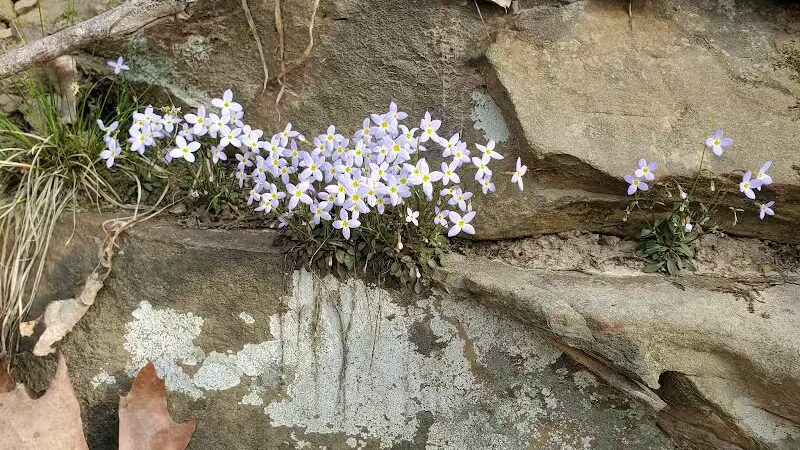 Rock Run Preserve - Stout, OH