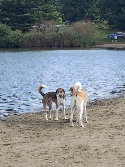 Bow Wow Beach - Stow, OH