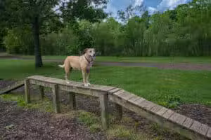 Bow Wow Beach - Stow, OH