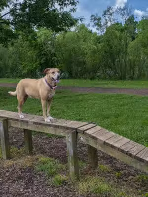 Bow Wow Beach - Stow, OH