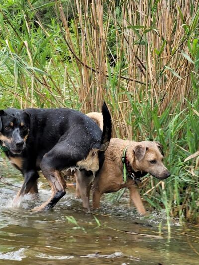 Bow Wow Beach - Stow, OH