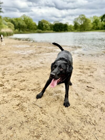 Bow Wow Beach - Stow, OH