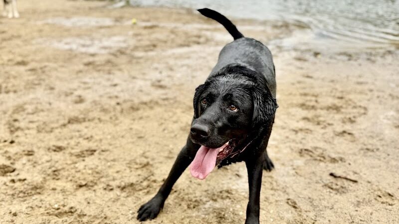 Bow Wow Beach - Stow, OH
