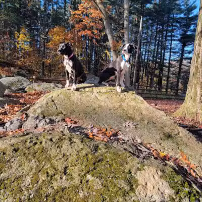 Jared's Dog Park - Stratford, CT