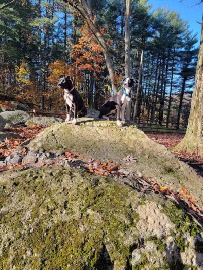 Jared's Dog Park - Stratford, CT